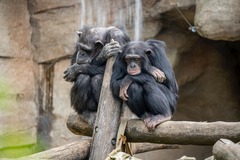 Picture of bored monkeys